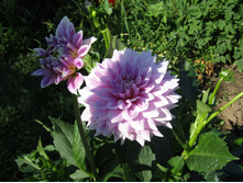 ������� �������� ����������.JPG