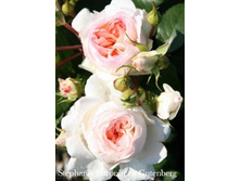 ���� Stephanie Baronin zu Gutenberg (�������� 5��).jpeg