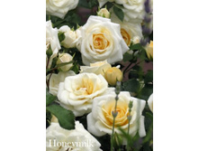 ���� Honeymilk (�������� 9��).jpeg