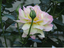 ���� ������ ��� / ������ ���������