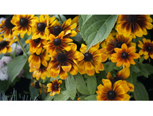 �������� Toto Rustic