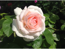 ���� ��������� ����� �����