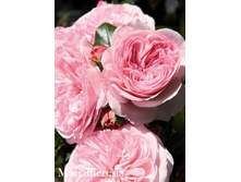 ���� Mariatheresia (�������� 2��).jpeg