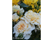 ���� Comtessa (�������� 7��).jpeg