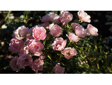 �������������� Sommerwind