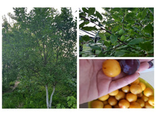 ������ �����