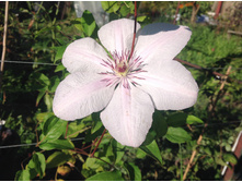 �������� �� �����