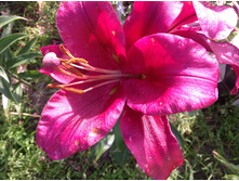 ����� ��� ���