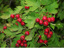 ��������� ��������������+18�