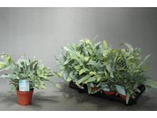 ��������� ��� ����