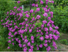 ���� ��������� ��� ���������