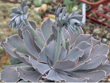 ������� ��������� - 350 - 400 ���.