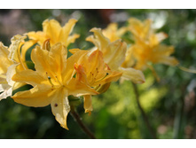 Golden Lights.JPG