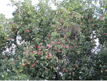 "����������"