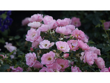 �������������� Sommerwind