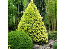 ��� ����� ��������� (Picea glauca Daisy's White)