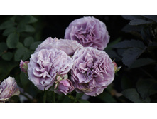 �������� ���