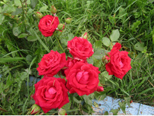 �������� ����� (SPRAY MIRABEL)