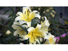 Lilium (�����) Shine On