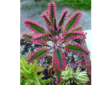 �������� ��������� Pink Buterflies.jpg