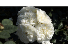 �������������� White Meidiland