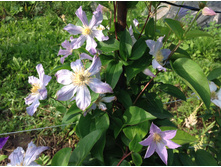 �������� ��������