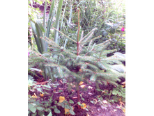 ��� ������������