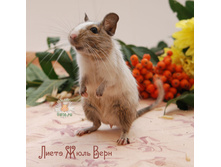 ����-3 5-4jpg.jpg