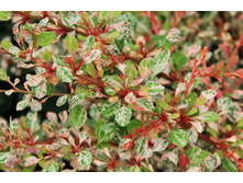 �������� �������� ������� ����� (Berberis thunbergii Silver Beauty)-