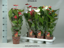 �������� ���� -