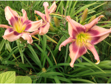 �������� ����� ������