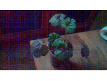 ���������� Steffens Blackie(������)