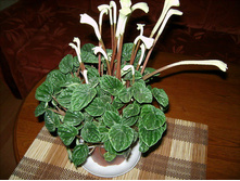 ��������� ������ - 300- 400  ���.