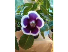 ��������� ������ ���������