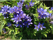 ��������� �������������