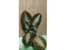 ������� Cupreata Metallica