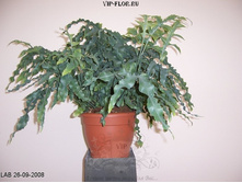 ��������� ��� ����