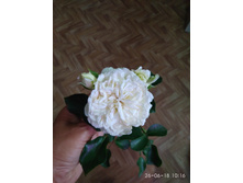 IMG 20180626 101654.jpg