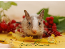 ������ 5-���-4.jpg