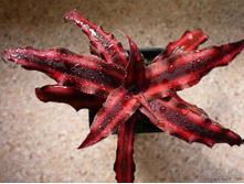 ��������� ����� ���� Cryptanthus Rubin star - 300- 350 ���
