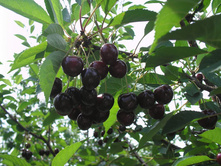 ����� (Prunus �����������)
