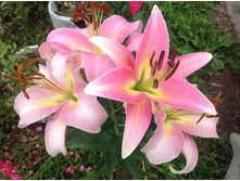 ����� ��������