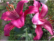 ����� ��� ���