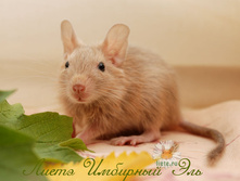 ����� 5-���-1.jpg