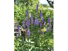 ��������� ������� ������