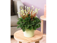 ��������� ������ -