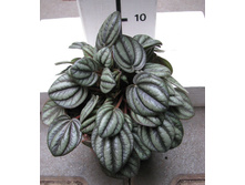 ��������� ������� �����