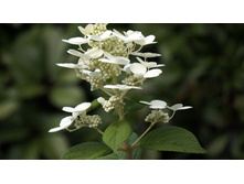 ���� ���