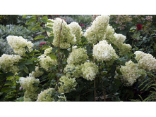 ����� �������