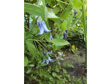 �������� ������������� ����������